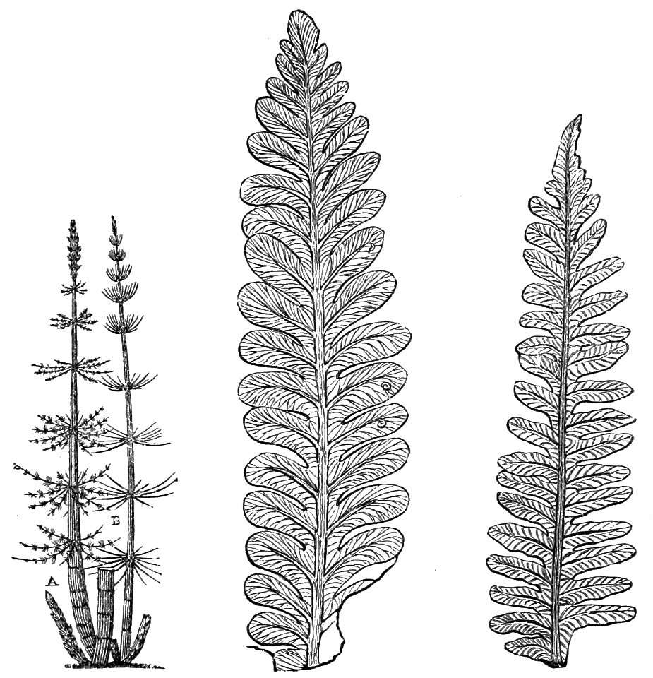 PSM V18 D637 Coal ferns and restoration of a calamite