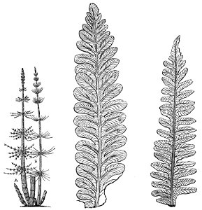 PSM V18 D637 Coal ferns and restoration of a calamite. Free illustration for personal and commercial use.