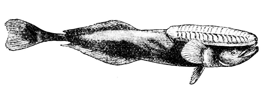 PSM V11 D552 Remora