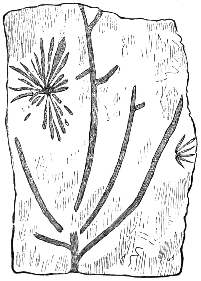PSM V32 D808 Protannularia harknessii a probable rhizocarp of the Ordovician period