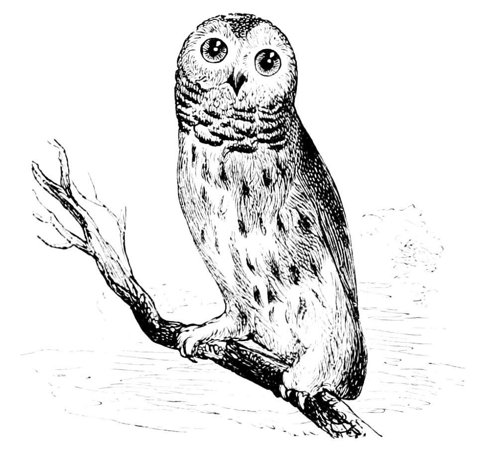 PSM V11 D161 The barred owl