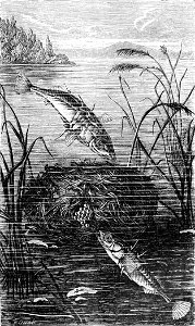 PSM V31 D851 Sticklebacks and their nests