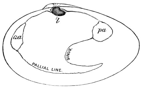 PSM V20 D471 Right valve of a common clam
