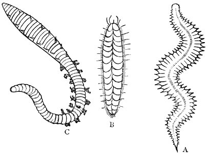 PSM V20 D468 Errant anelids