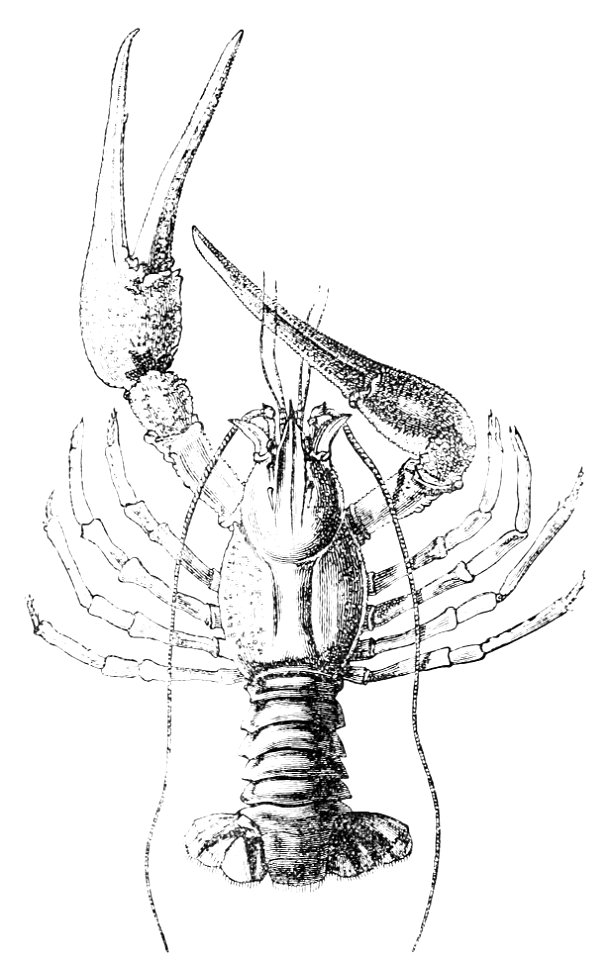 PSM V16 D825 Astacus leptodactylus