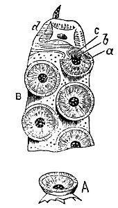 PSM V21 D775 Suckers of the cuttle fish