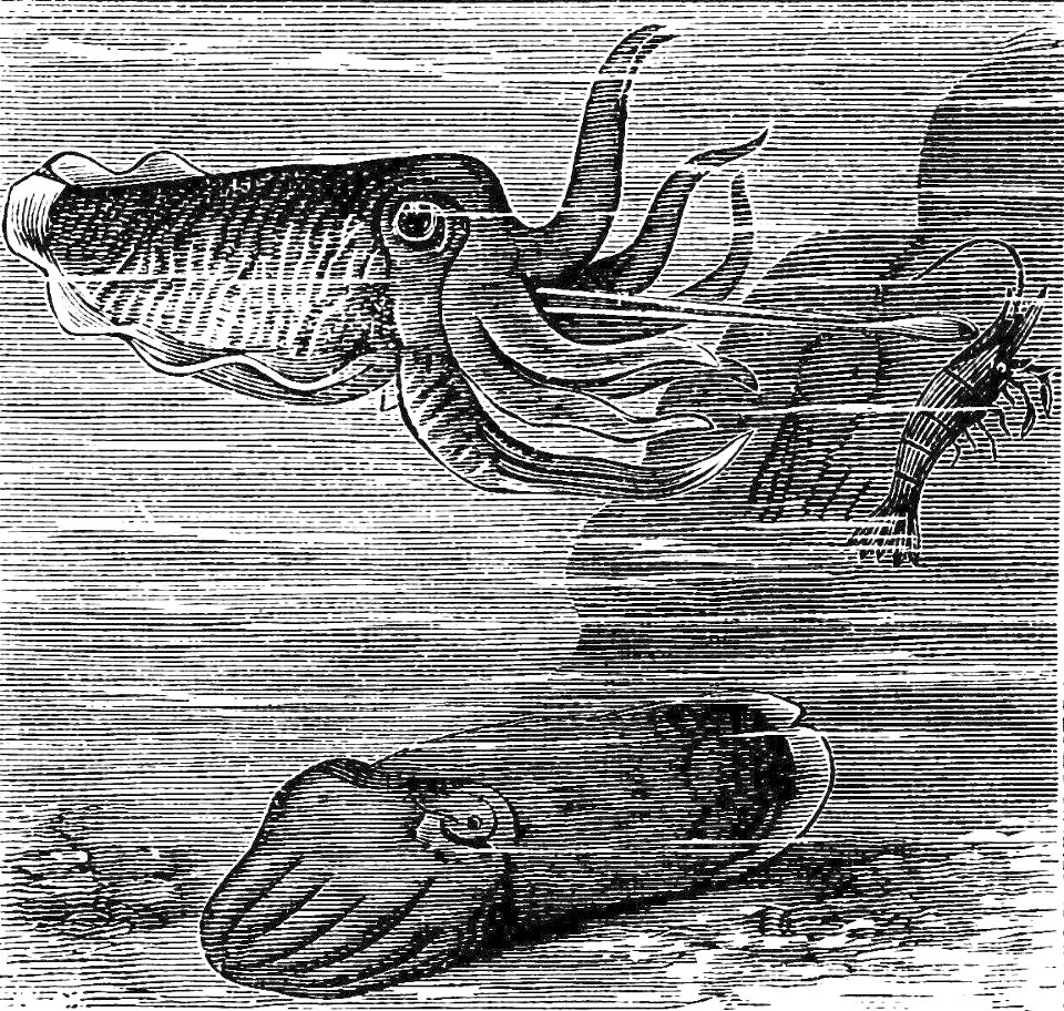 PSM V21 D771 Cuttle fishes swimming