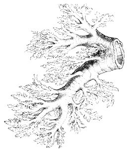 PSM V20 D774 Bronchial tube with its bronchules