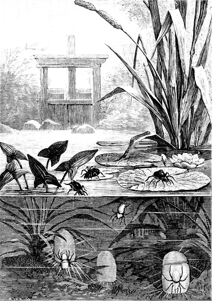 PSM V33 D813 Aquatic spider and its diving bell