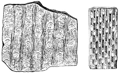 PSM V18 D631 Sigillaria reticulata and graeseri