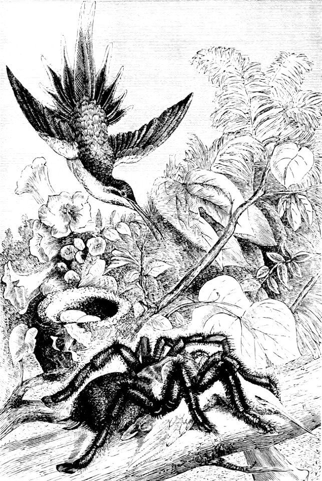 PSM V33 D822 Bird eating spider killing a hummingbird