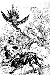 PSM V33 D822 Bird eating spider killing a hummingbird