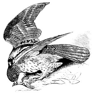 PSM V11 D166 The hawk owl