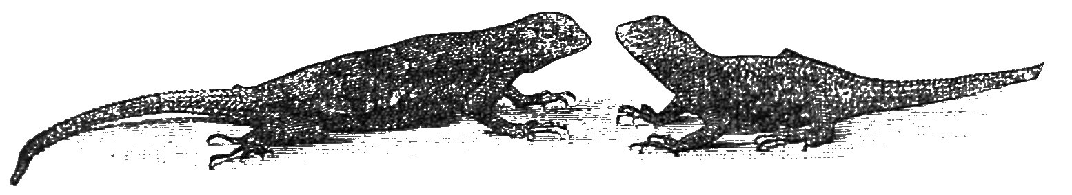 PSM V34 D174 Pine tree lizards