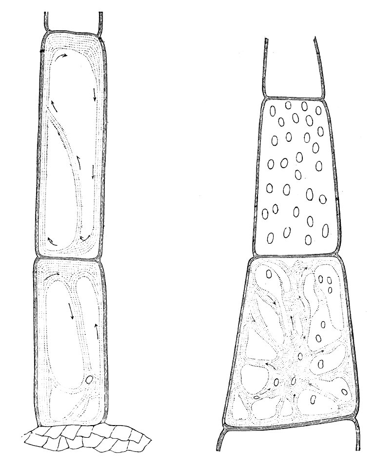 PSM V21 D310 Base cells of tomato and pumpkin vine