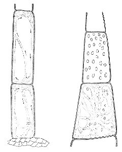 PSM V21 D310 Base cells of tomato and pumpkin vine