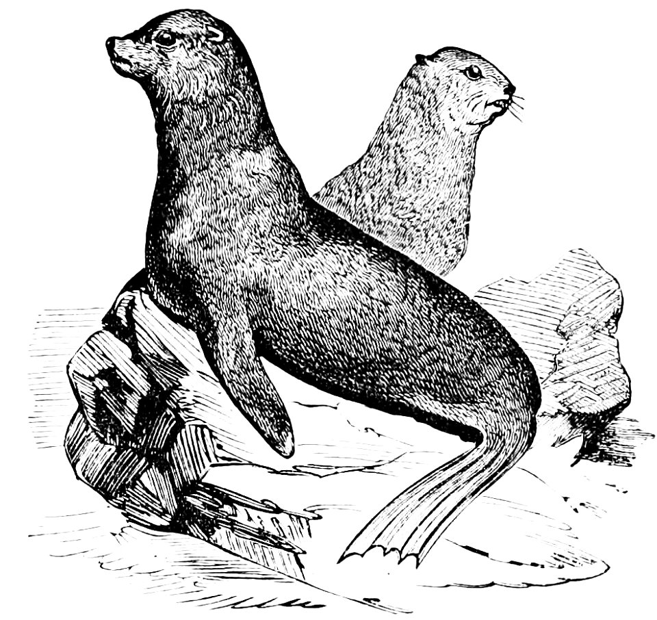 PSM V34 D349 The northern sea bear otavia ursina