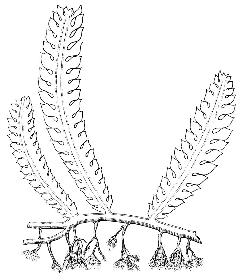 PSM V21 D303 Unicellular alga