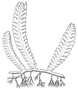 PSM V21 D303 Unicellular alga