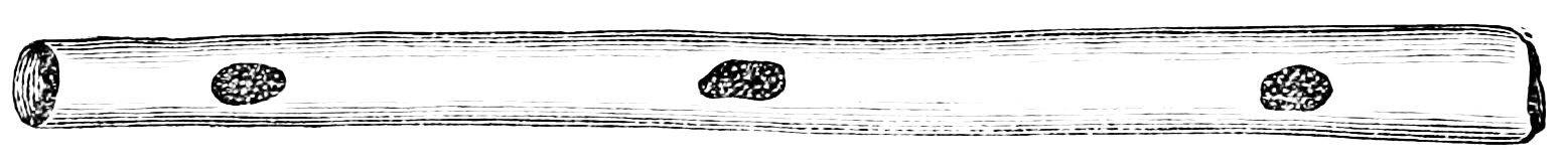 PSM V22 D467 Prehistoric weaving tool made from bone. Free illustration for personal and commercial use.