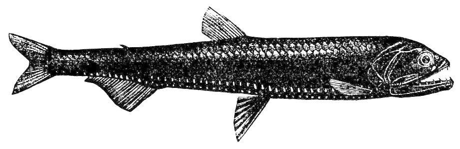 PSM V34 D113 Photichthys argenteus