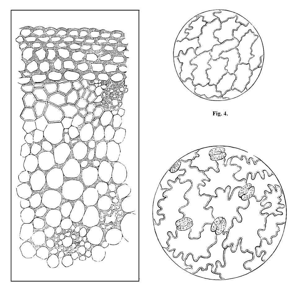PSM V21 D304 Epidermis and cell structure of leafs