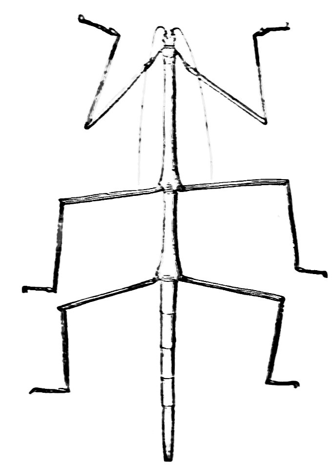 PSM V21 D617 A wingless orthopterous insect