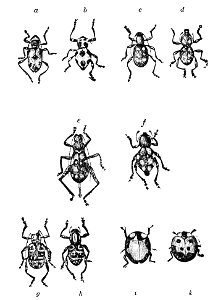 PSM V21 D618 Mimicking insects