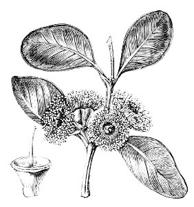 PSM V12 D683 Eucalyptus preissiana