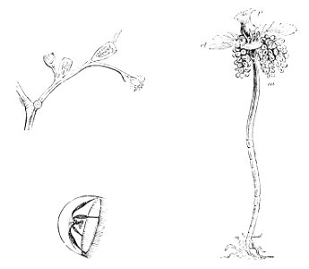 PSM V13 D331 Campanularian and tubularia
