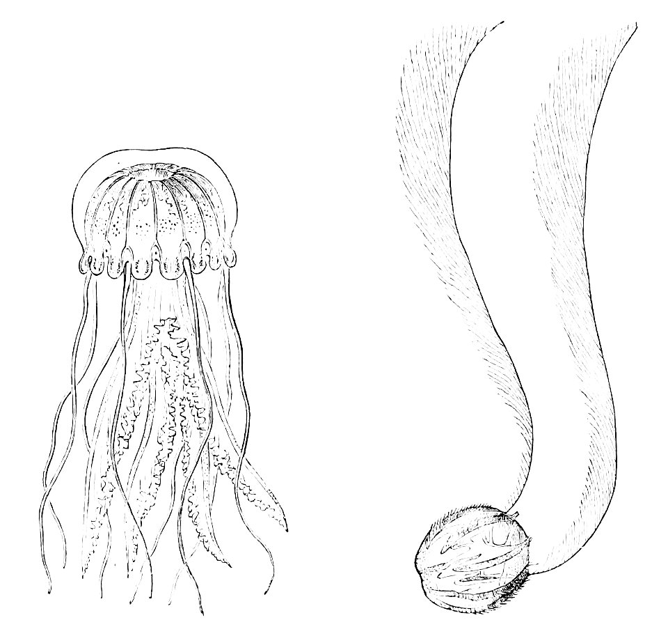 PSM V13 D334 Jelly fish and pleurobrachia