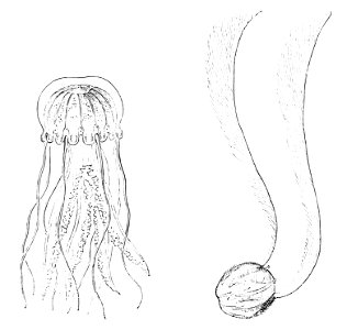 PSM V13 D334 Jelly fish and pleurobrachia