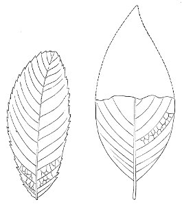 PSM V23 D656 Carpinus betuloides and persea
