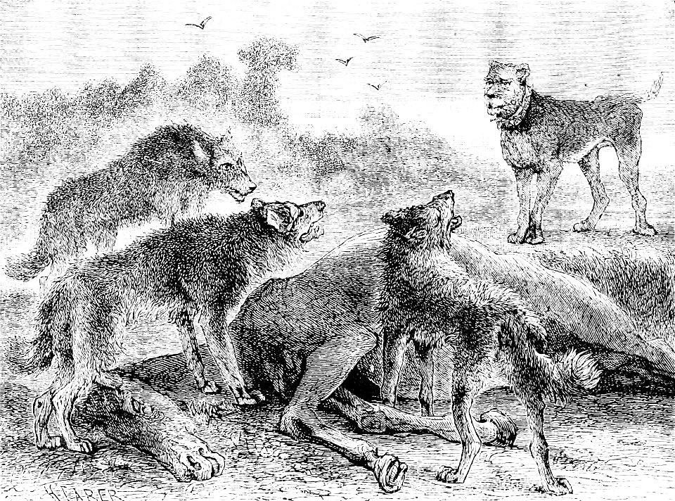 PSM V22 D620 Wild dogs of syria