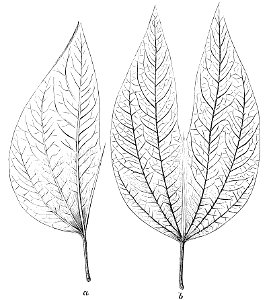 PSM V22 D048 Leaf of bauhinia braziliensis
