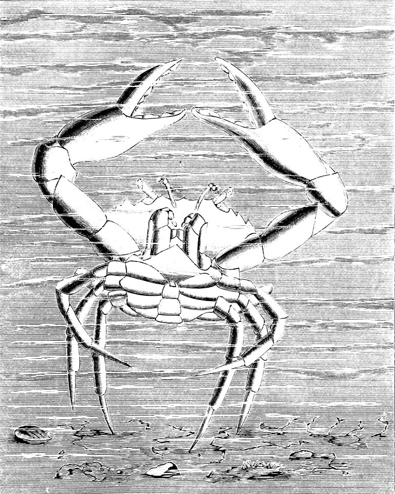 PSM V34 D499 Dance of the lady crab