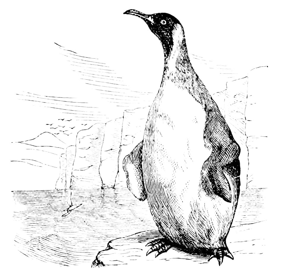 PSM V15 D031 Penguin