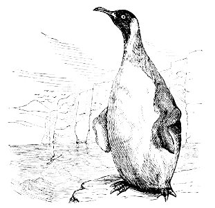 PSM V15 D031 Penguin. Free illustration for personal and commercial use.