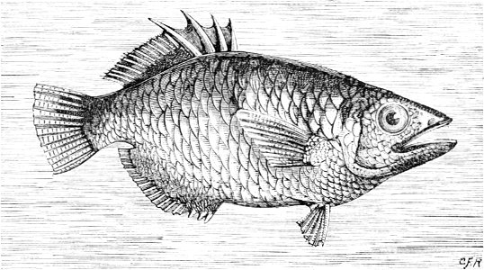 PSM V12 D319 Archer fish