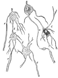 PSM V26 D754 Motor nerve cells