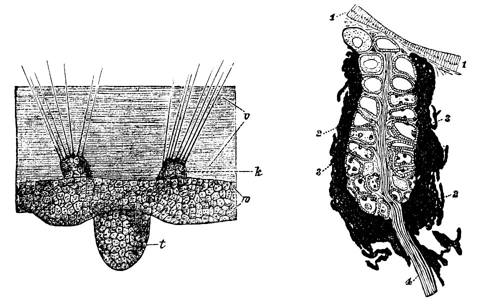 PSM V34 D115 Sense organs of an aglaura hemistoma and a leech