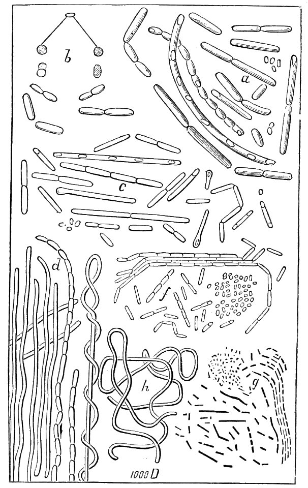 PSM V23 D044 Bacillus of the atmosphere magnified 1000 times