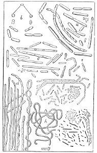 PSM V23 D044 Bacillus of the atmosphere magnified 1000 times
