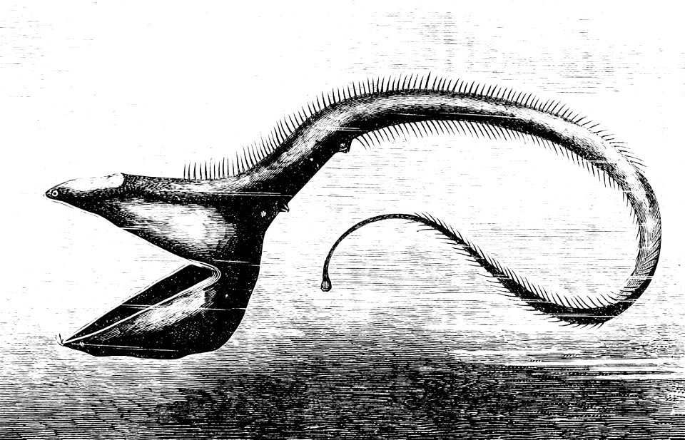 PSM V23 D086 The deep sea fish eurypharynx pelecanoides