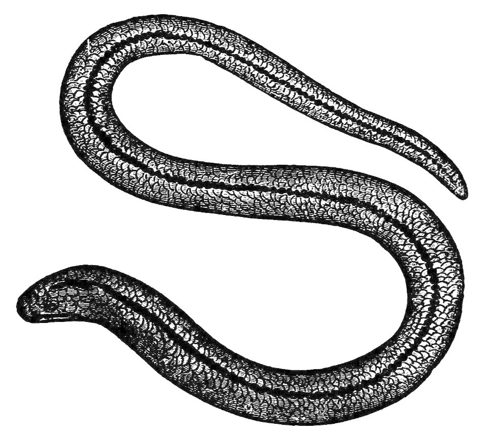 PSM V21 D625 Blind worm anguis fragilis