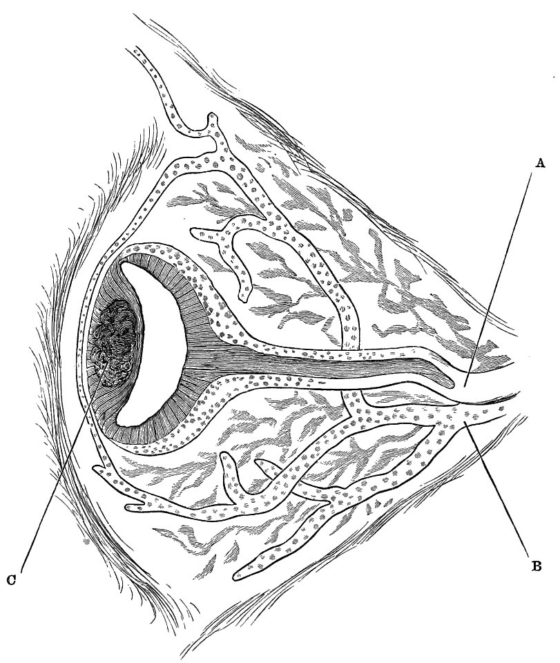 PSM V33 D806 Pineal eye in varanus giganteus