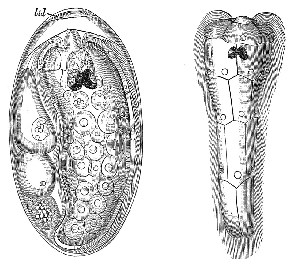 PSM V23 D762 Fully developed fluke egg and the cilia for water propulsion