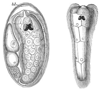 PSM V23 D762 Fully developed fluke egg and the cilia for water propulsion