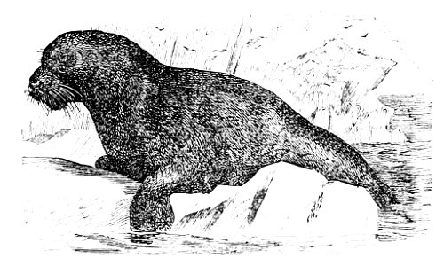 PSM V34 D351 Southern sea lion otaria jubata