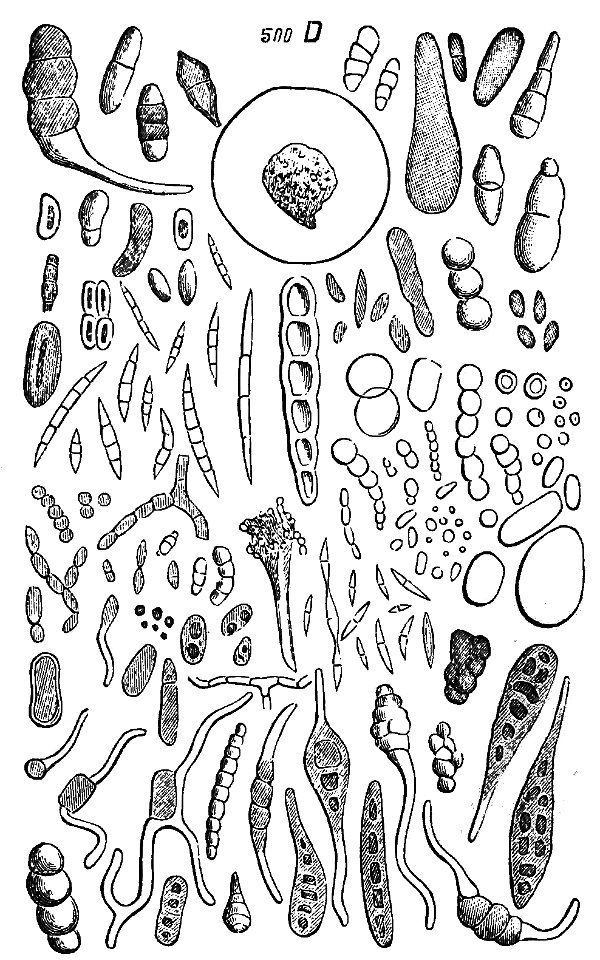 PSM V23 D041 Spores of algae and moss in the atmosphere